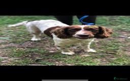 Cockapoo dogs for sale: F1 Cockapoo puppies  - Image 23