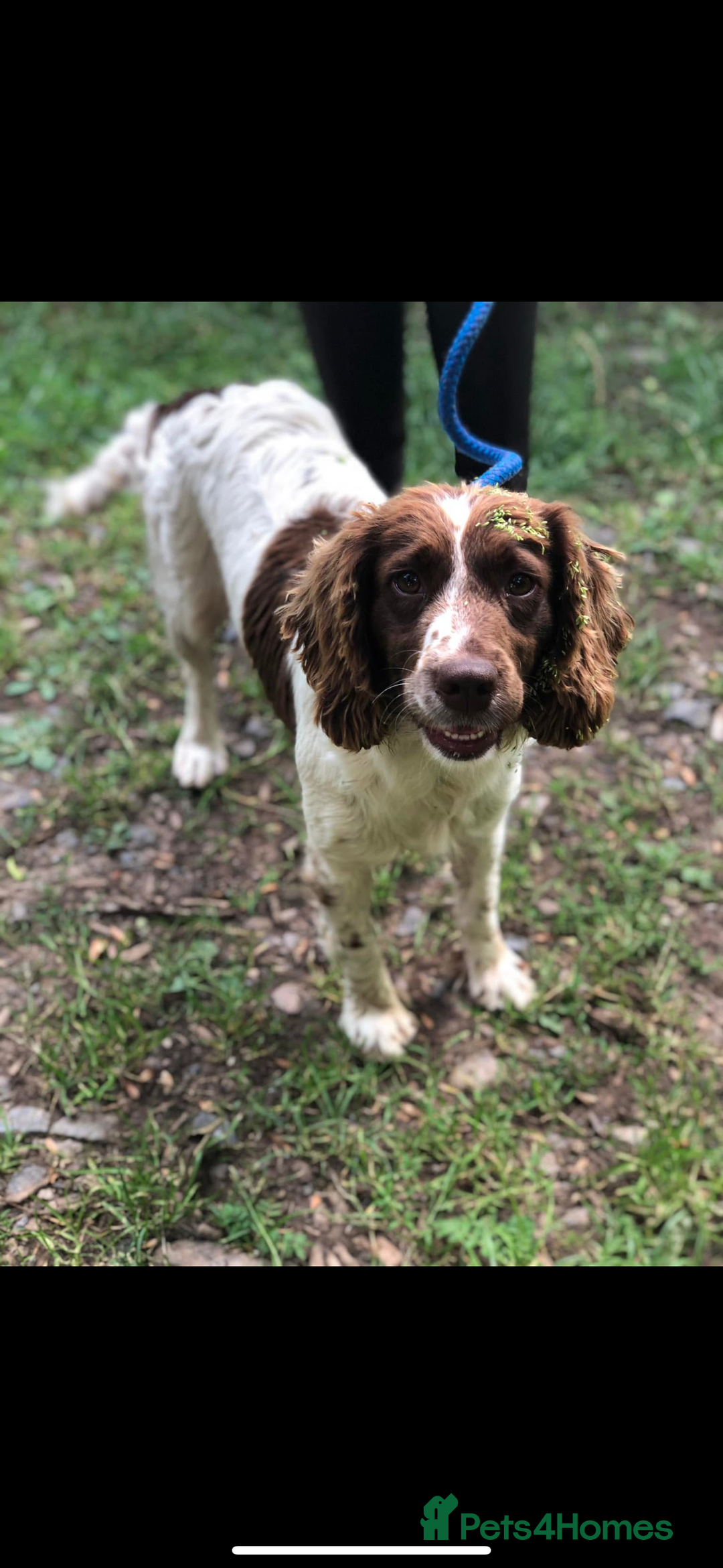 Cockapoo dogs for sale: F1 Cockapoo puppies  - Image 23