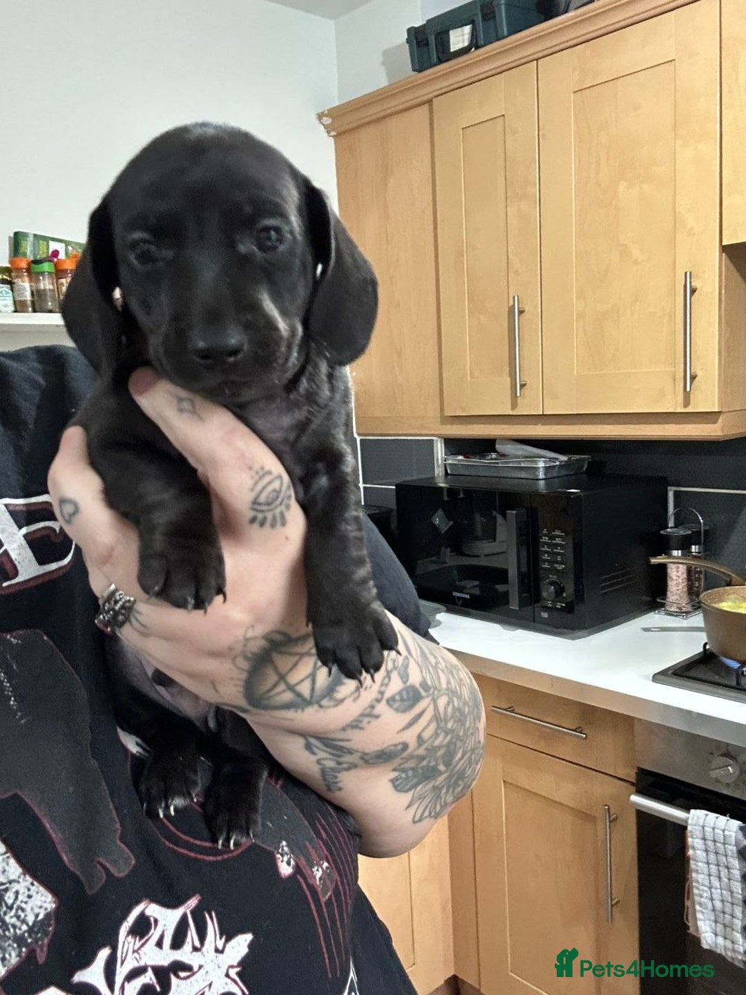 Miniature Dachshund dogs for sale: STUNNING KC MINIATURE PUPPIES - Advert 2