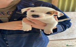 Jack Russell dogs for sale: Jack Russell puppy’s  - Image 3