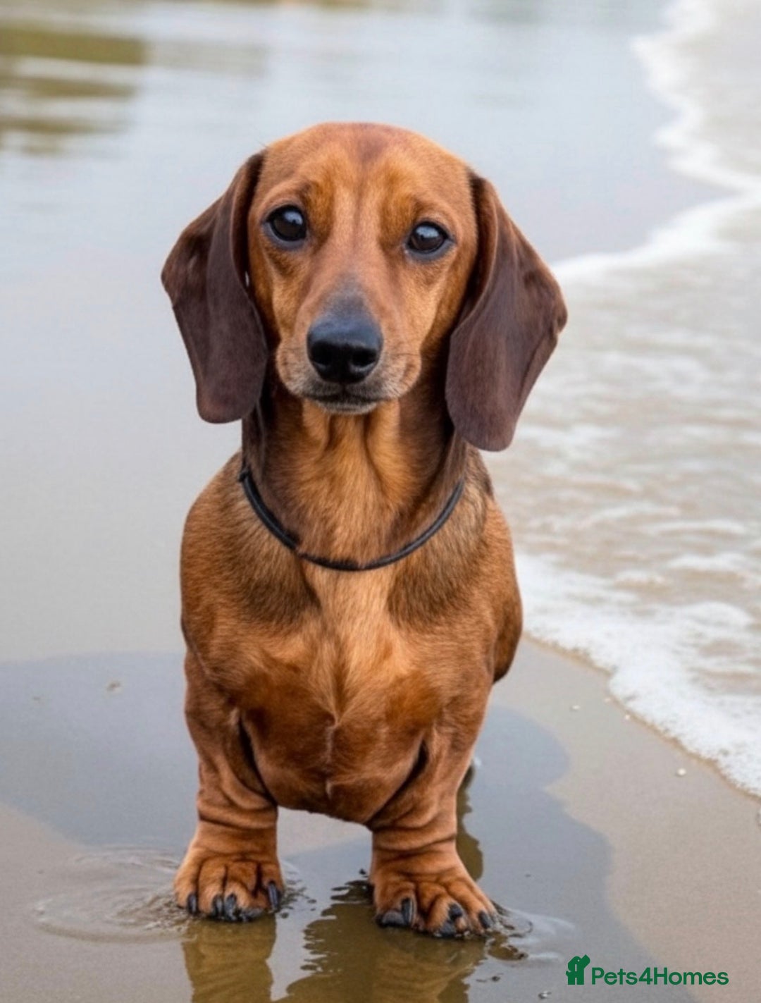 Miniature Dachshund dogs for stud: Kc reg pra clear shaded red mini smooth  - Advert 1