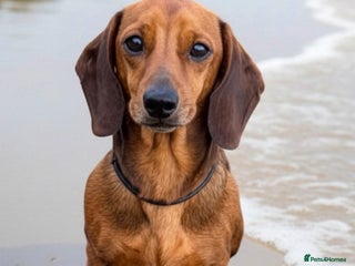 Miniature Dachshund dogs Kc reg pra clear shaded red mini smooth - Advert 1