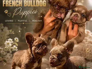 French Bulldog dogs 🔥🔥 Ready now Fluffy frenchie Puppies 🔥🔥 - Advert 1