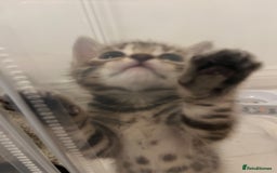 Bengal cats for sale: 🧡🖤Cinnamon & Smokey bengals🖤🧡 - Image 5