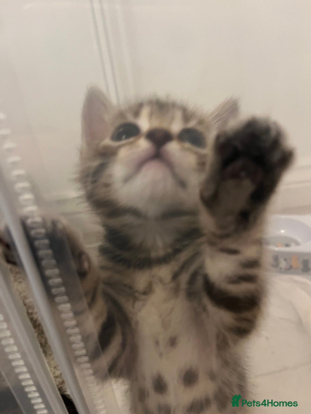 Bengal cats for sale: 🧡🖤Cinnamon & Smokey bengals🖤🧡 - Image 5