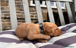 Labrador Retriever dogs for sale: Ready now!! Amazing red fox Labrador puppies  - Image 5