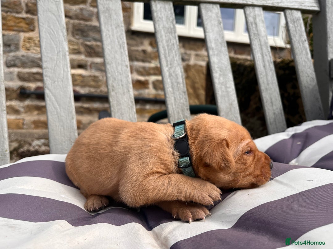 Labrador Retriever dogs for sale: Ready now!! Amazing red fox Labrador puppies  - Image 5