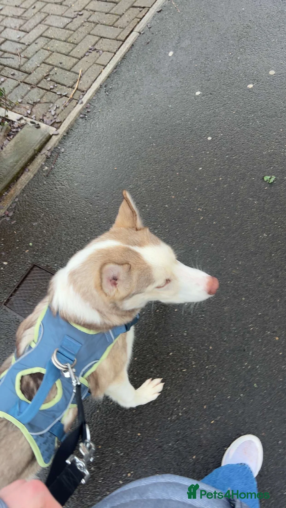 Siberian Husky dogs for sale: 6month old Male Siberian Husky - Advert 1