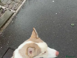 Siberian Husky dogs 6month old Male Siberian Husky - Advert 1