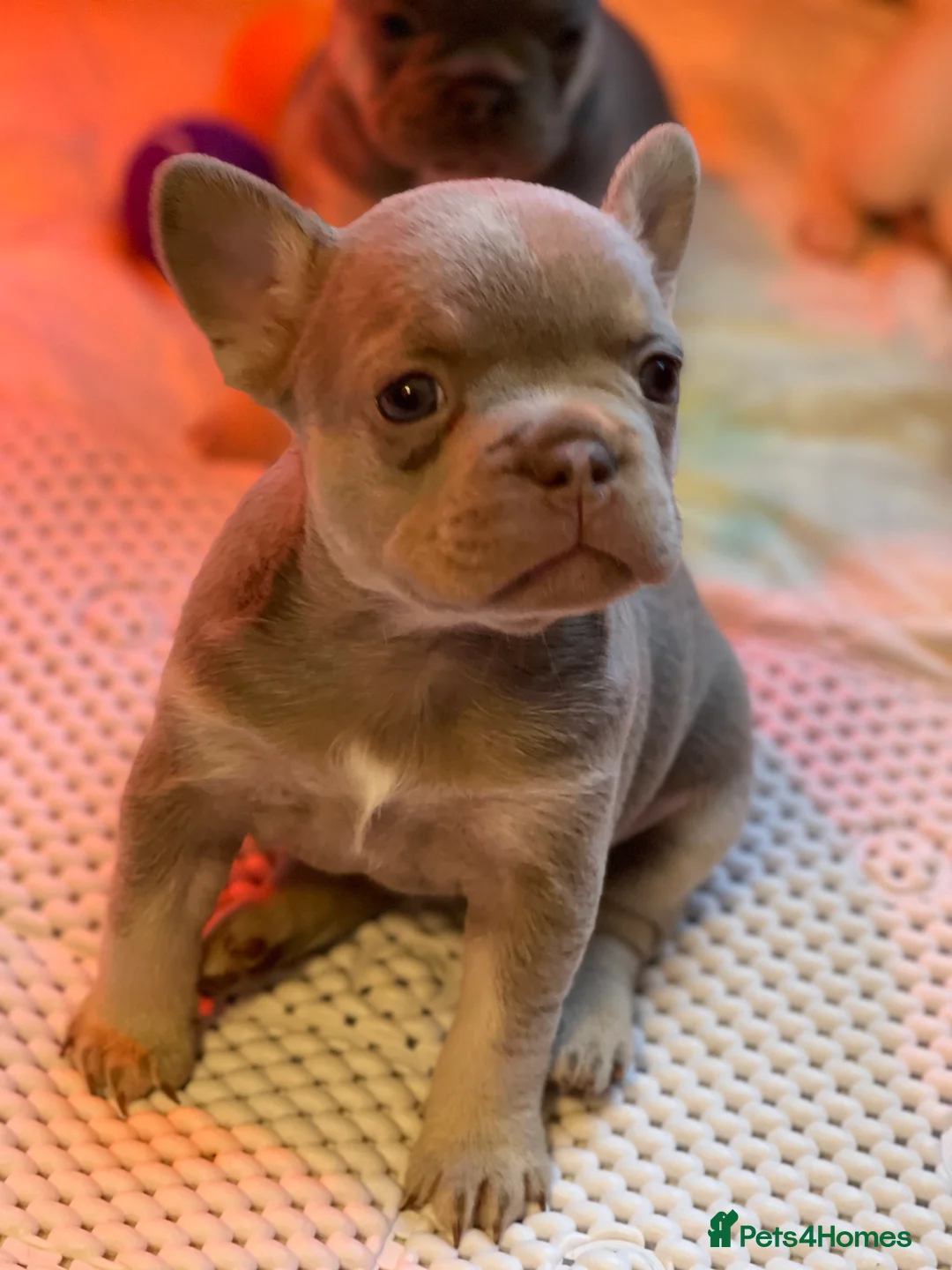 French Bulldog dogs for sale: KC registered new shade French Bulldog puppies - Advert 33