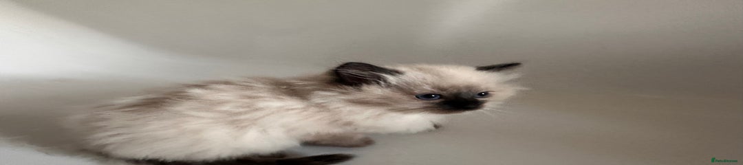 Ragdoll Kitten 3