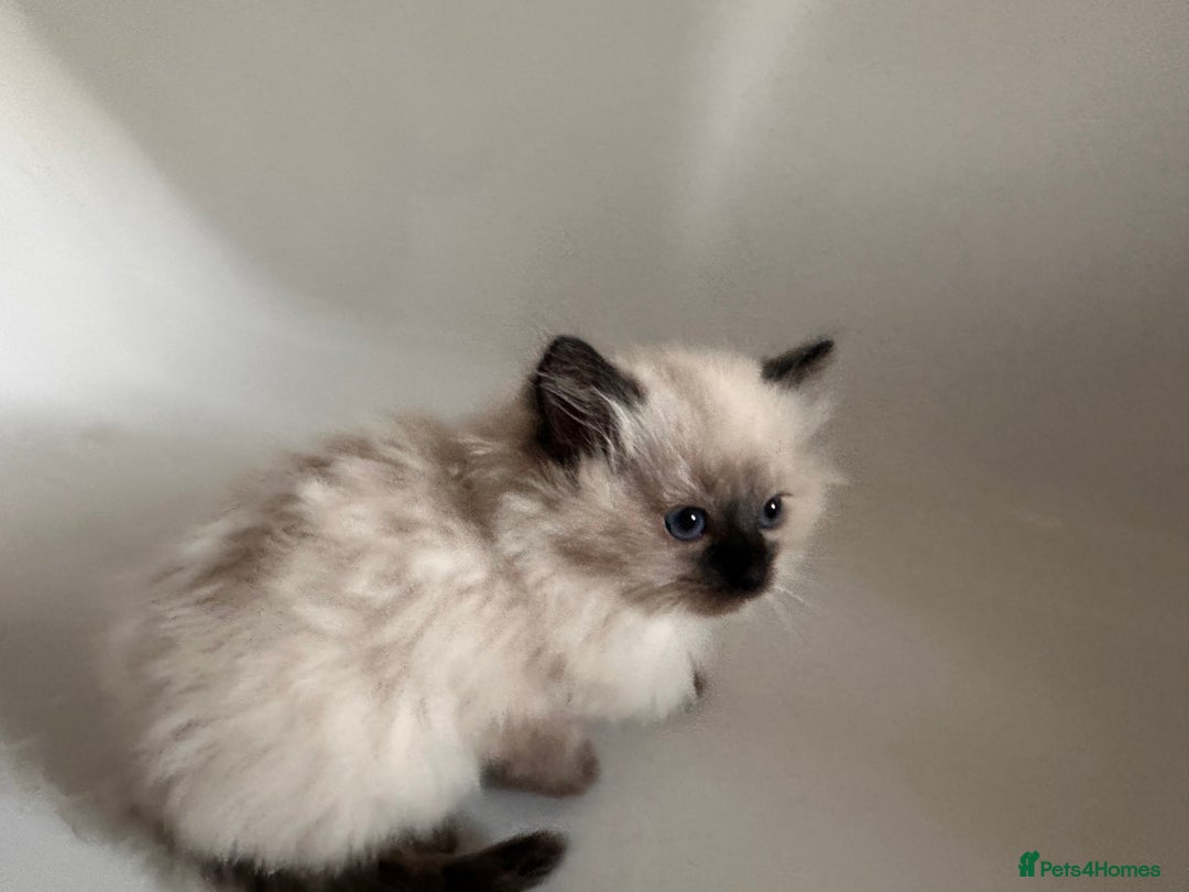 Ragdoll cats for sale: Blue seal point lynx ragdoll pedigree - Image 9
