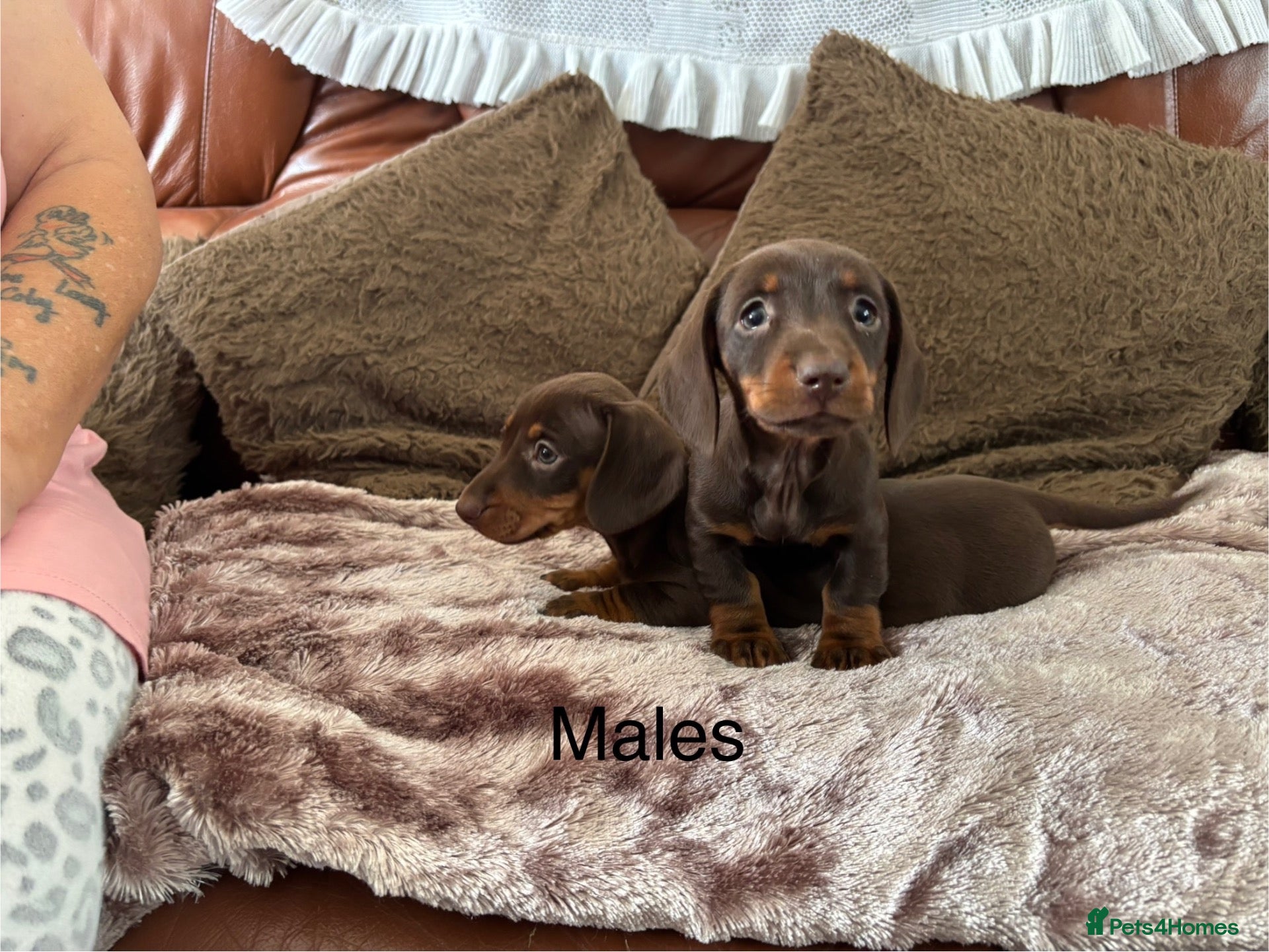 Miniature Dachshund dogs Adorable Miniature Dachshund Puppies! - Advert 2