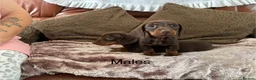 Miniature Dachshund dogs for sale: Adorable Miniature Dachshund Puppies! - Advert 1
