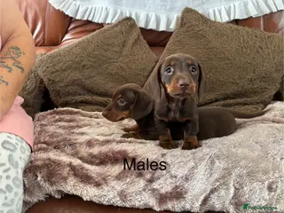Miniature Dachshund dogs Adorable Miniature Dachshund Puppies! - Advert 4