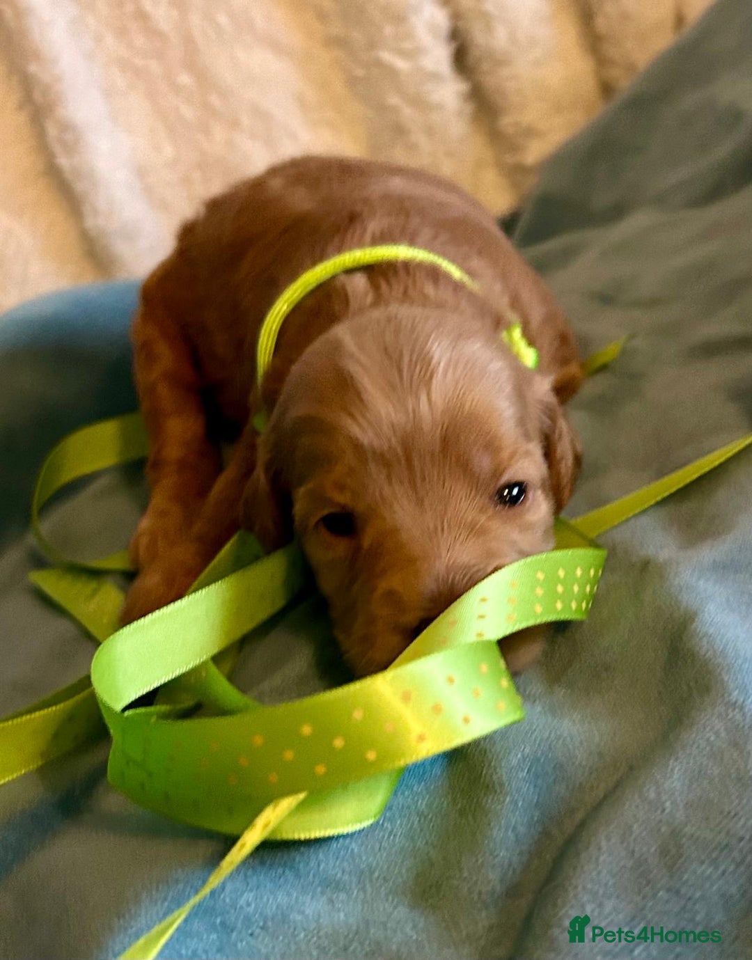 Labradoodle dogs for sale: 🥰 Cute Miniature labradoodle Pups 💖💕 - Advert 22