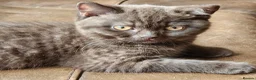 British Shorthair cats for sale: Gorgeous chunky chocolate boy  - Advert 3