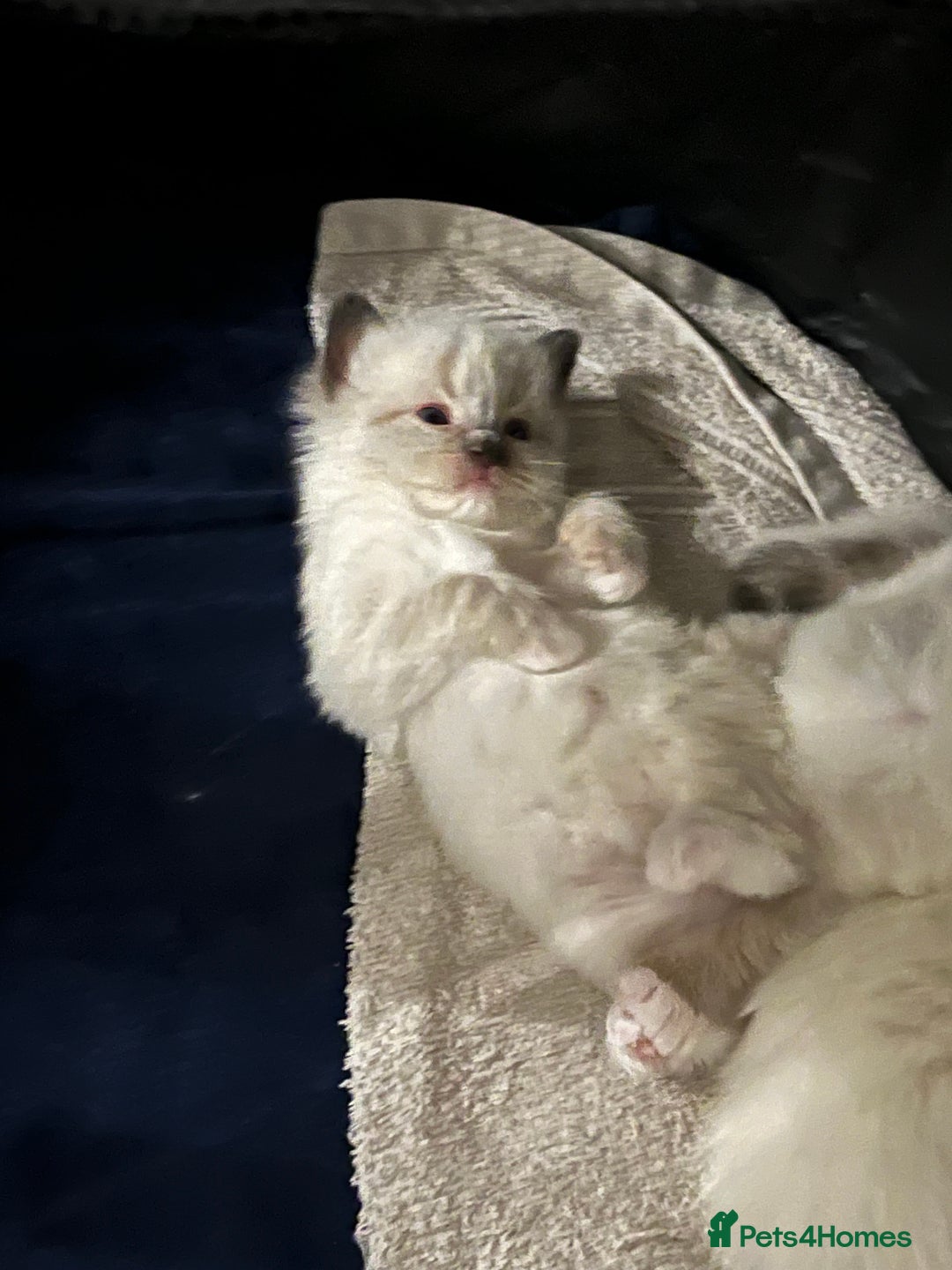 Ragdoll cats for sale: Bella’s ragdoll kittens ready December  - Image 5