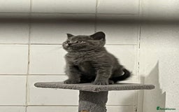 British Shorthair cats for sale: Gorgeous Pure British Shorthaired Kittens  - Image 12