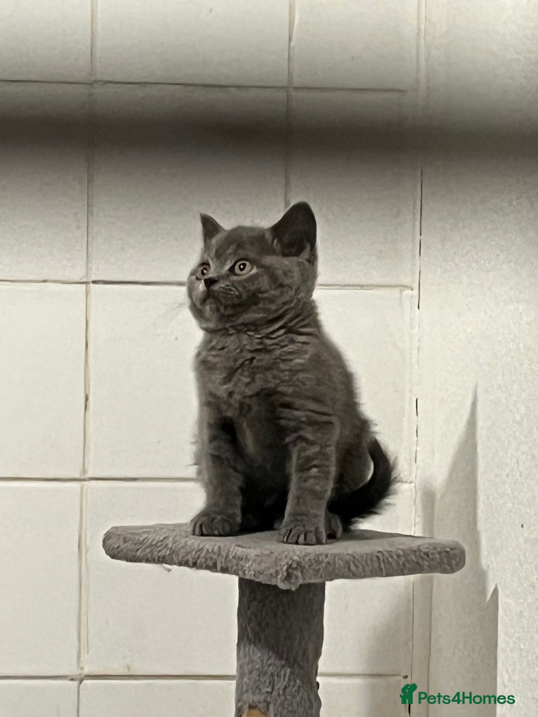British Shorthair cats for sale: Gorgeous Pure British Shorthaired Kittens  - Image 12
