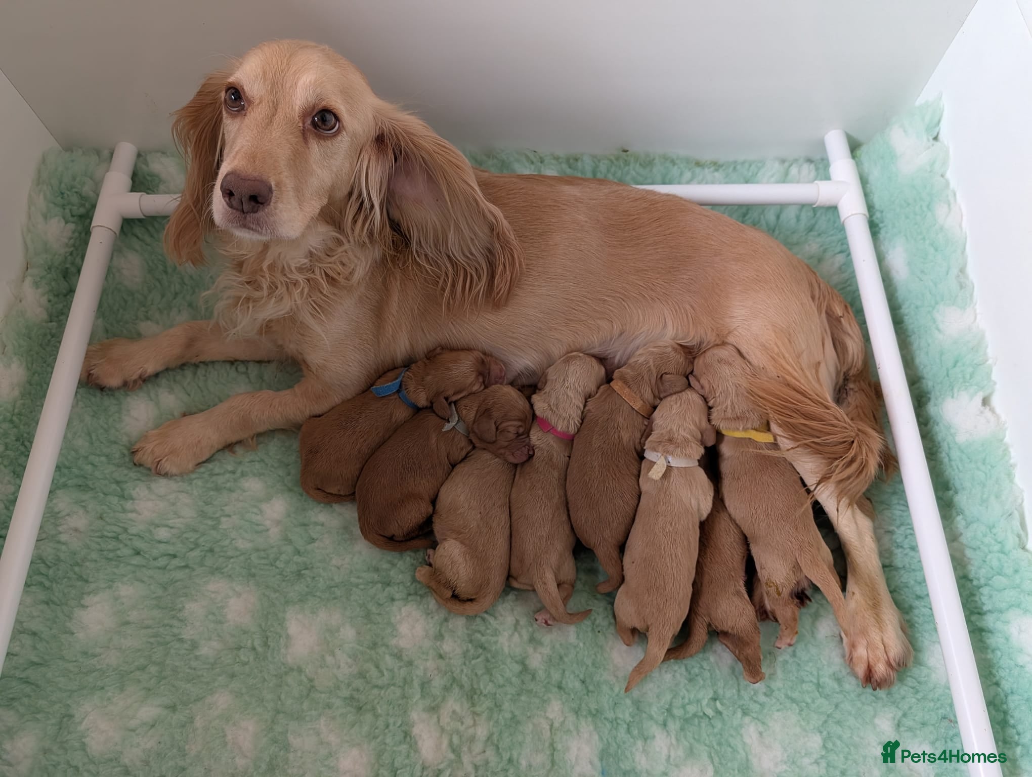 Cocker Spaniel dogs Health Tested Working Cocker Spaniel Puppies - Advert 1