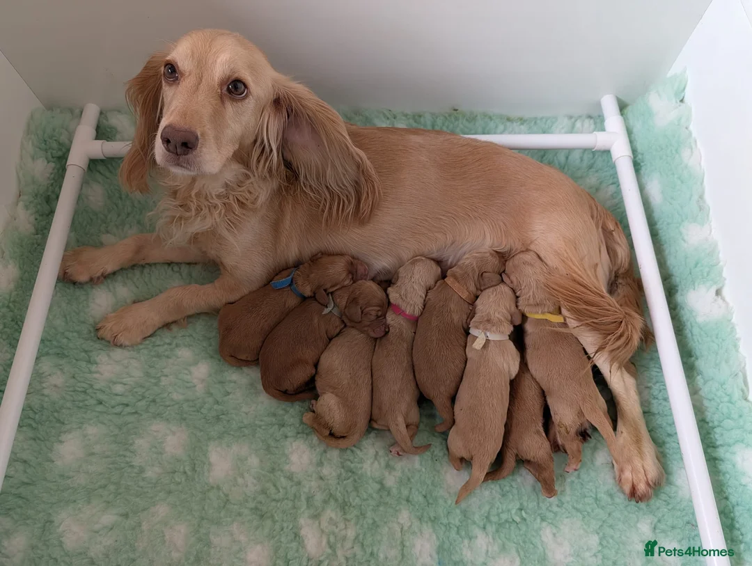 Cocker Spaniel dogs for sale: Health Tested Working Cocker Spaniel Puppies - Advert 1