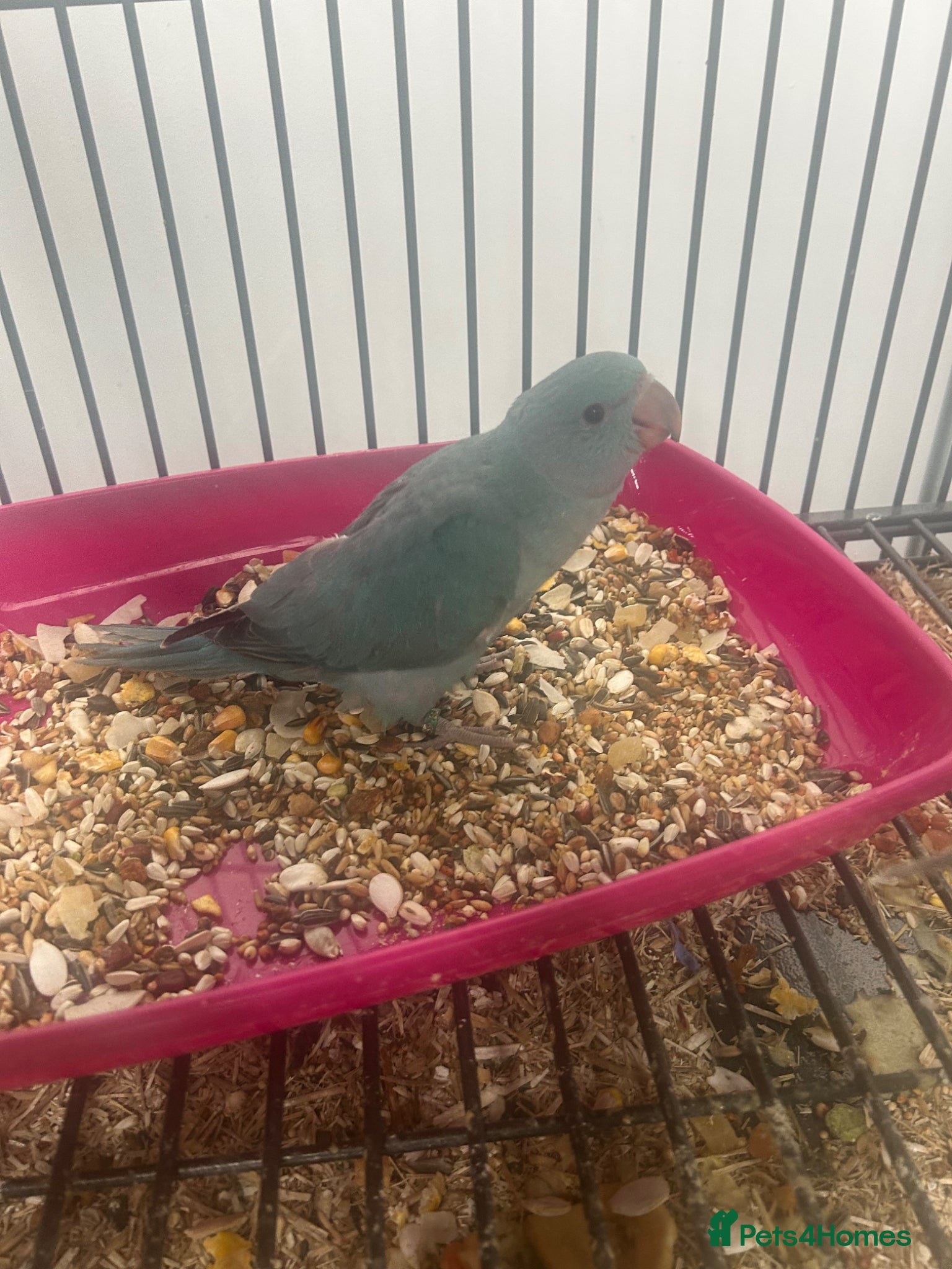 Ringnecks birds Hand Reared Baby Indian Ringnecks  - Advert 1