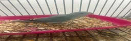 Ringnecks birds for sale: Hand Reared Baby Indian Ringnecks  - Advert 1