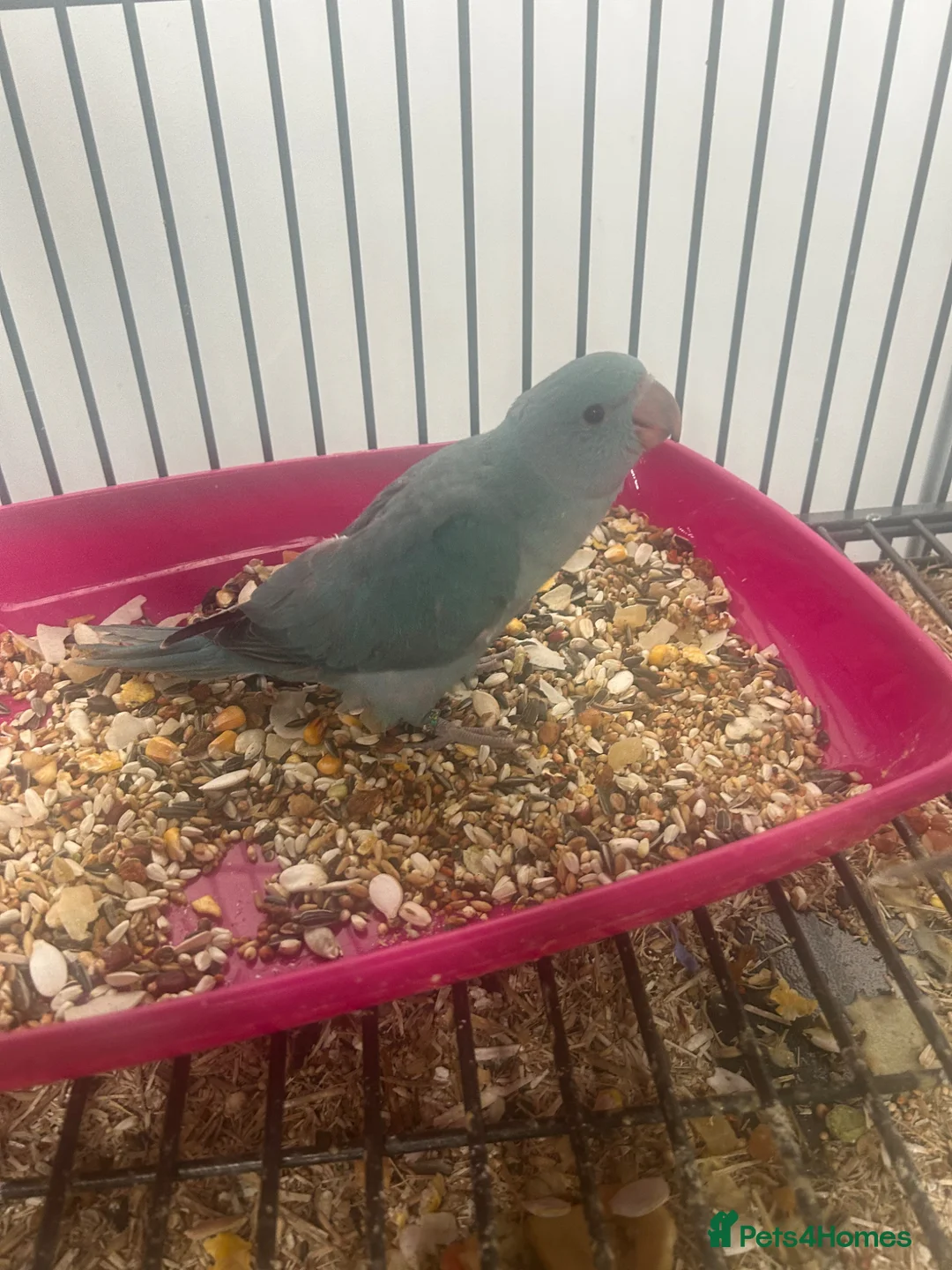 Ringnecks birds for sale: Hand Reared Baby Indian Ringnecks  - Advert 1