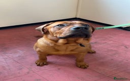 Mixed Breed dogs for sale: Rocko  - Image 1