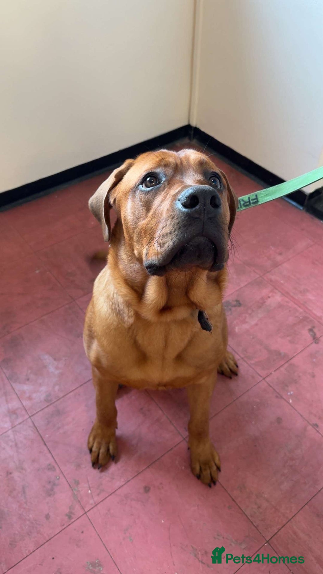 Mixed Breed dogs for sale: Rocko  - Image 1