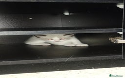 Ragdoll cats for sale: 3 quarters RAGDOLL KITTENS FOR SALE £150 - Image 28