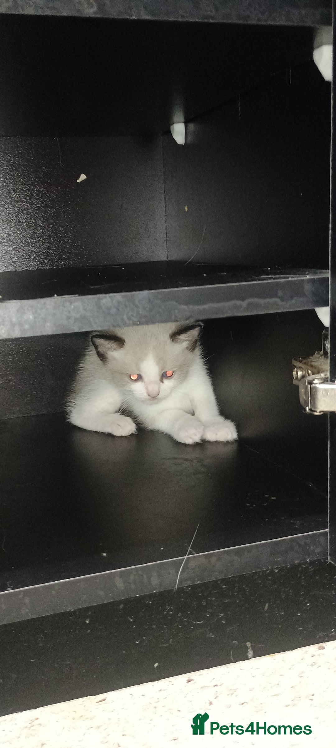 Ragdoll cats for sale: 3 quarters RAGDOLL KITTENS FOR SALE £150 - Image 28