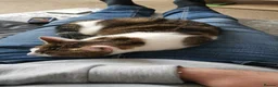 Domestic Shorthair cats for sale: Maisie the cat - Advert 7