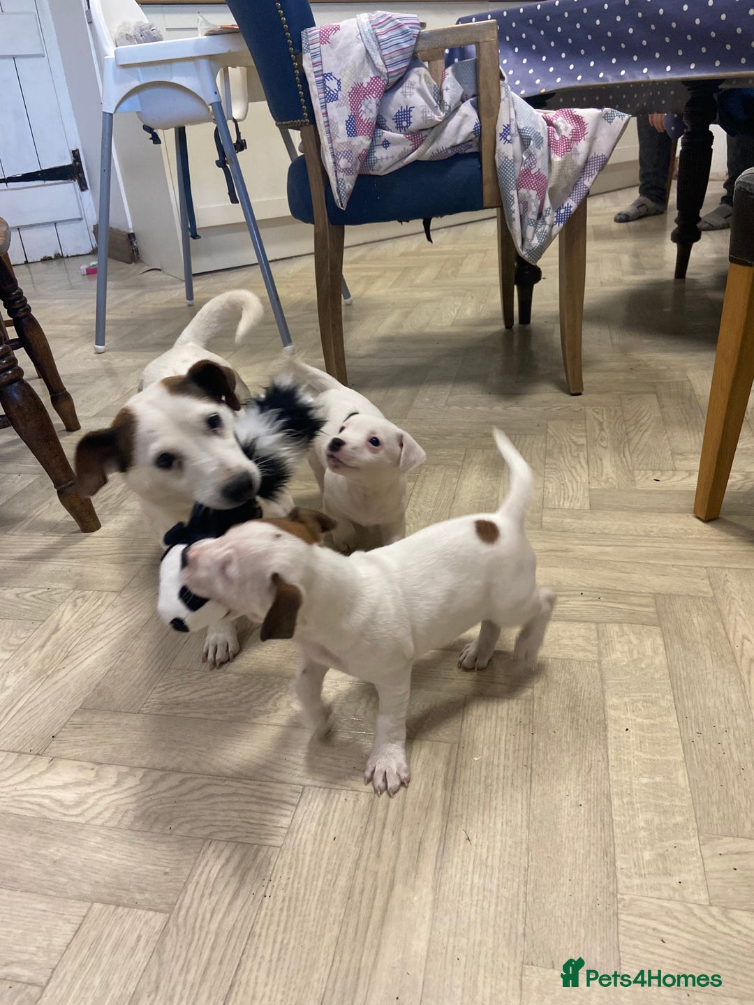 Jack Russell dogs for sale: Two girl puppies available  - Image 10