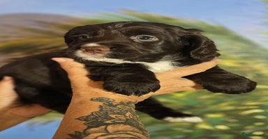 Sprocker dogs - Advert 15