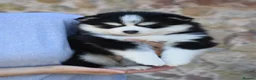 Pomsky dogs for sale: F4 Genuine Pomskies from health tested parents - Advert 29
