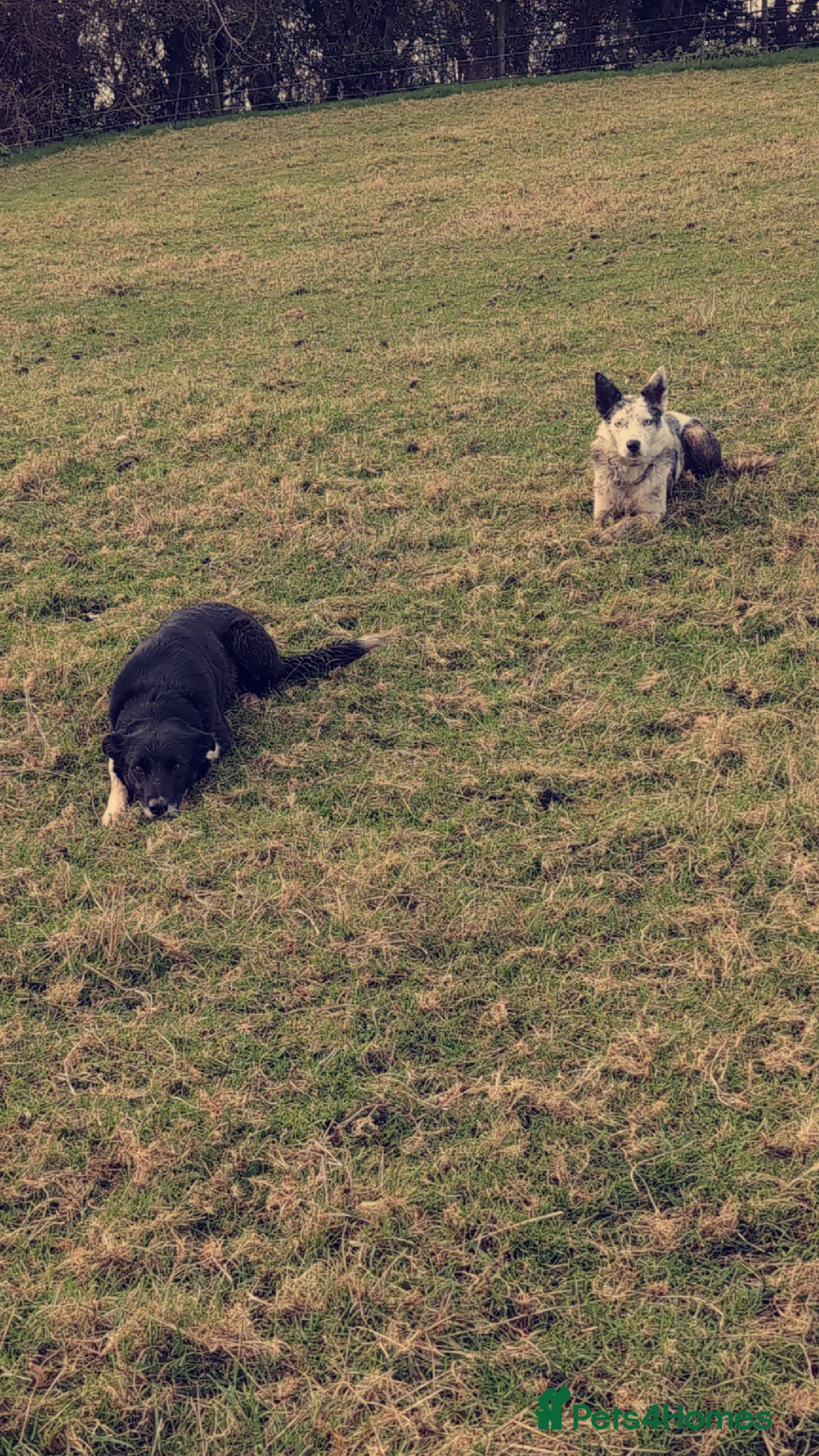 Border Collie dogs for sale: Traditional farm bred collies - Advert 3