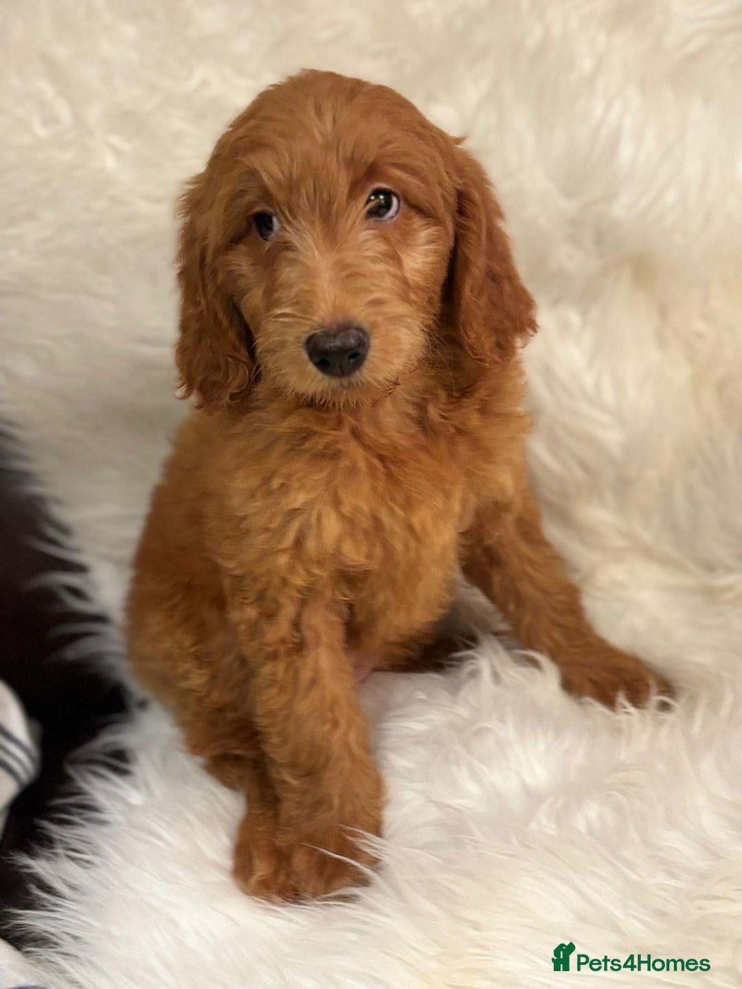 Goldendoodle dogs for sale: Ready Now deep red Golden Doodle F1 pups  - Advert 11