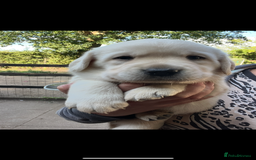 Labrador Retriever dogs for sale: Exceptional quality  - Image 7