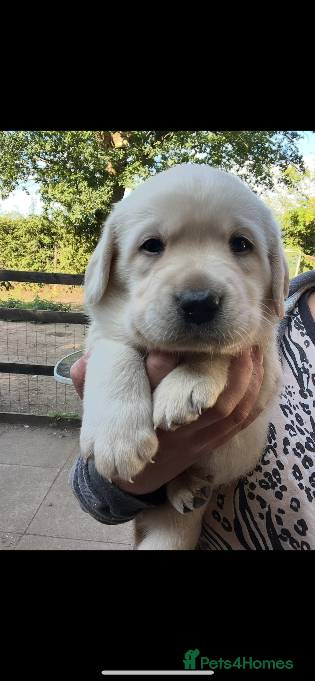 Labrador Retriever dogs for sale: Exceptional quality  - Image 7