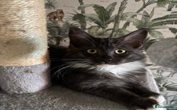 Maine Coon cats for sale: REDUCED gorgeous Maine coon /Ragdoll kittens  - Image 2