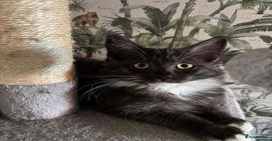 Maine Coon cats - Advert 3