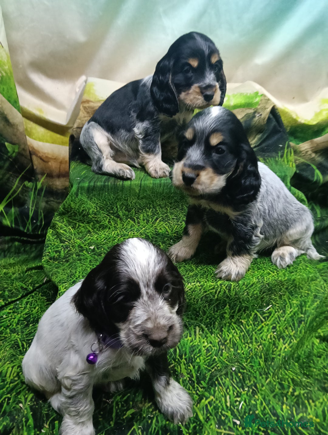 Cocker Spaniel dogs for sale: Show Type blue/Tri/chocolate Roan Cocker Spaniels  - Image 6