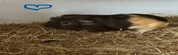 Guinea Pig rodents for sale: Baby Guinea pig boars available now - Advert 2