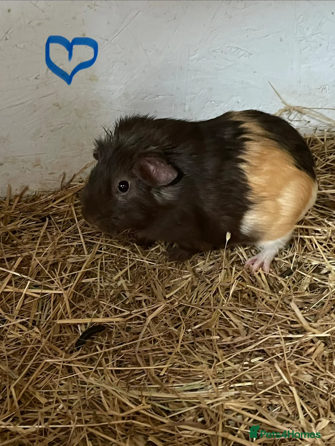 Guinea Pig rodents for sale: Baby Guinea pig boars available now - Advert 2