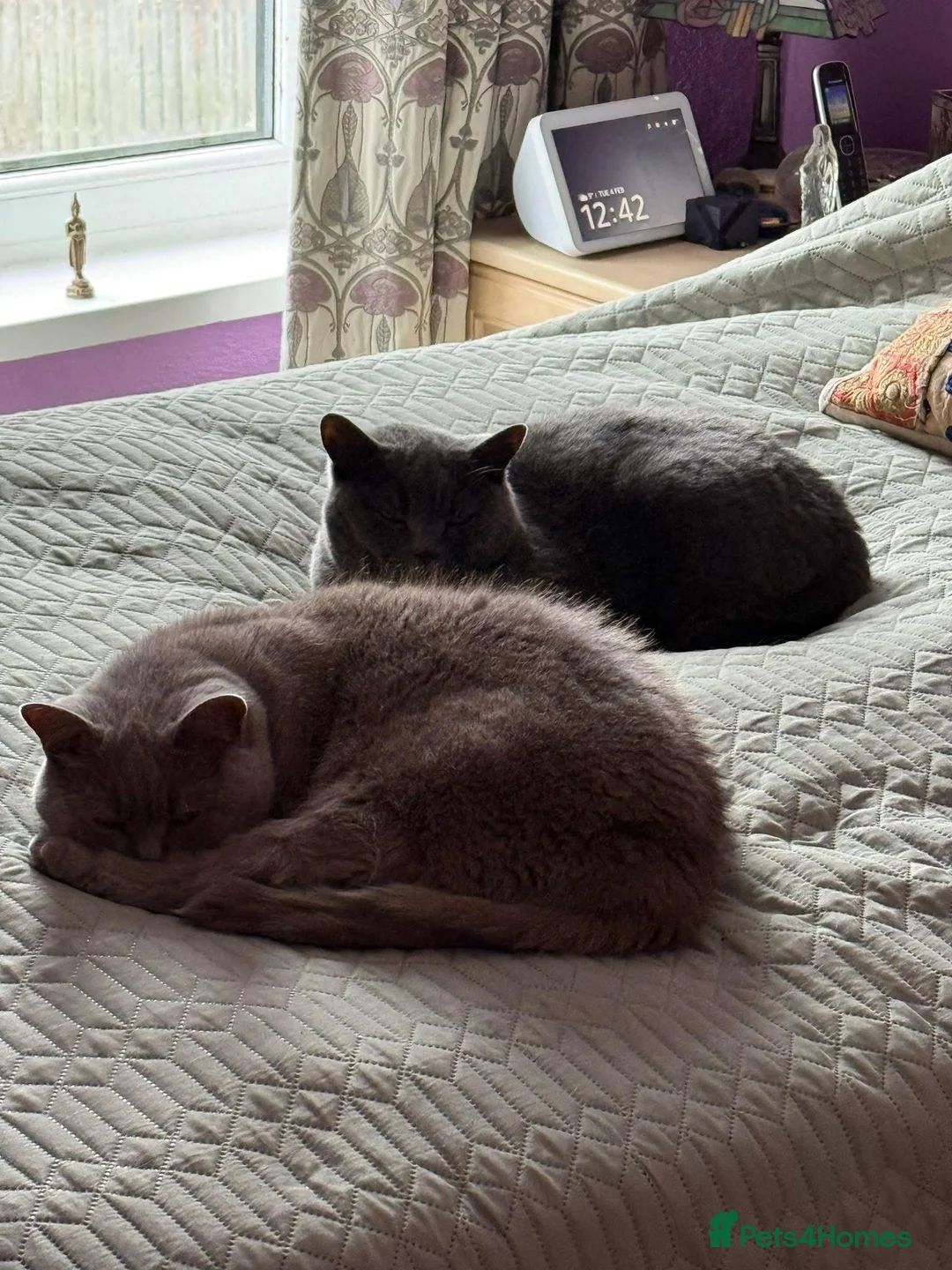 British Shorthair cats for sale: Rehoming Amber & Elsa - Advert 1