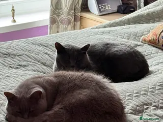 British Shorthair cats Rehoming Amber & Elsa - Advert 1