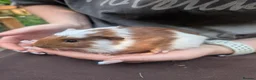 Guinea Pig rodents for sale: Guinea pig boys  - Advert 4