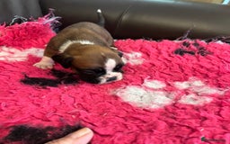 Boxer dogs for sale: Boxer puppies from Health Tested Parents  - Image 6